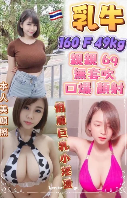 新北定點茶-乳牛